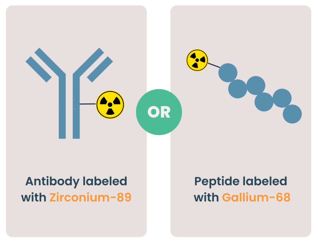 nuclear antibody labeling
