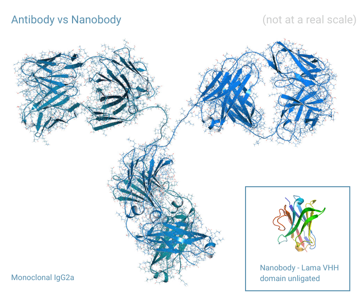 Antibody vs Nanobody