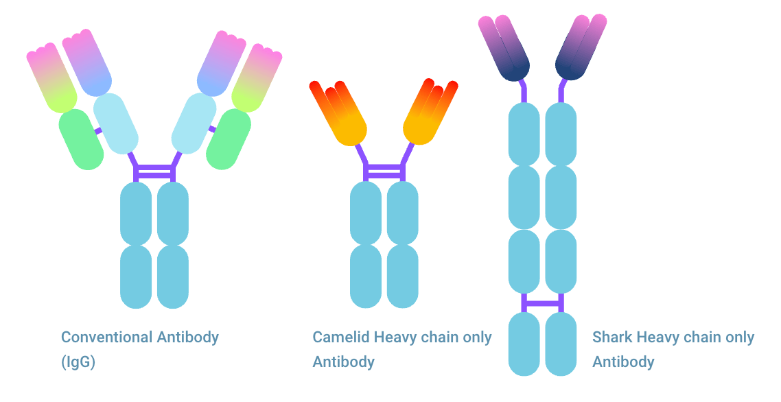 antibody camelid heavy chain only antibody shark ignar