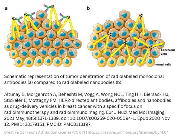 antibody vs nanobody radiolabeled tumor
