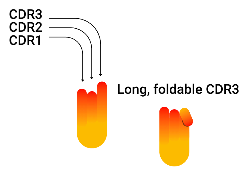 nanobody® cdr3 foldable