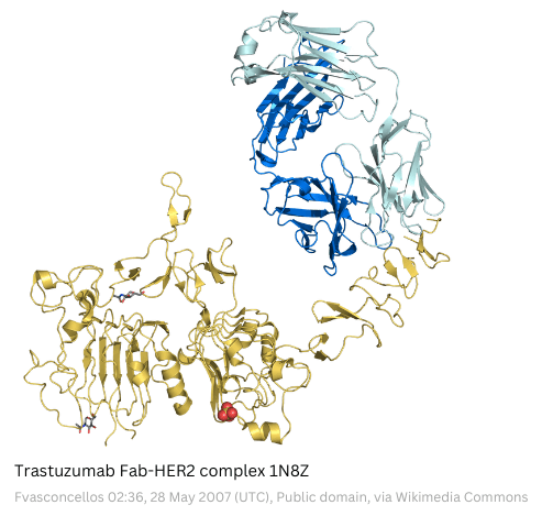 trastuzumab fab her2 complex