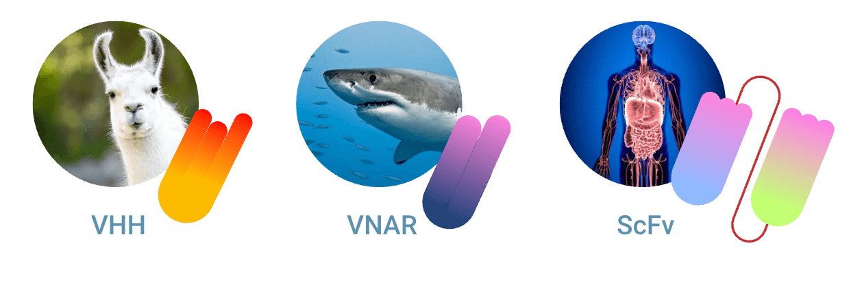 vhh vnar scfv antibodies