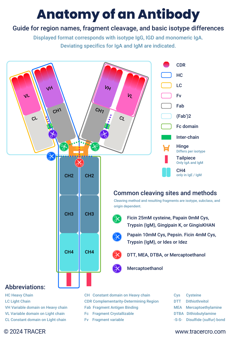 Anatomy of Antibody