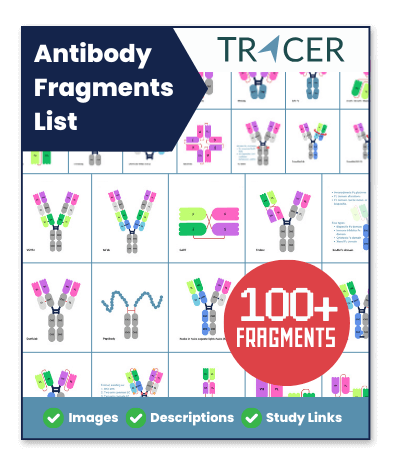 Antibody fragment list