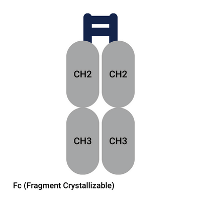 Fc (Fragment Crystallizable)