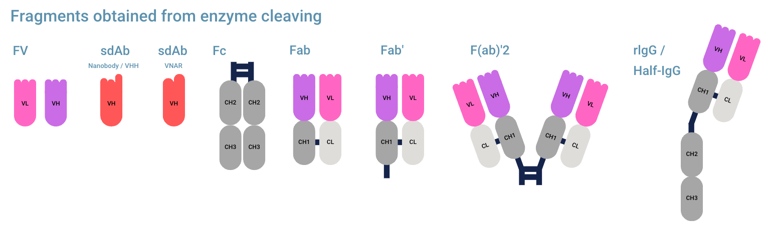 Fragments enzyme cleaving