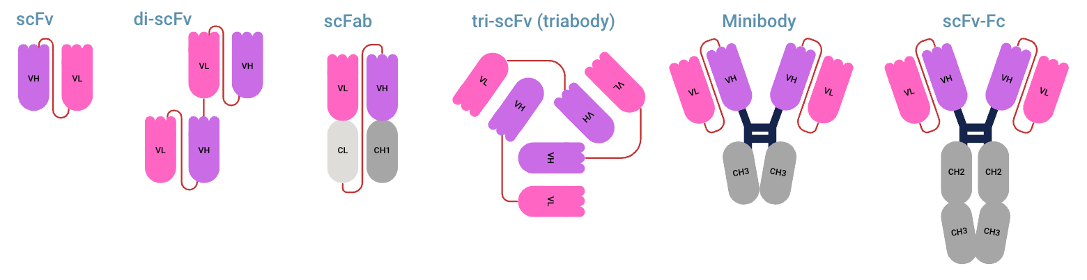 antibody fragment linkers