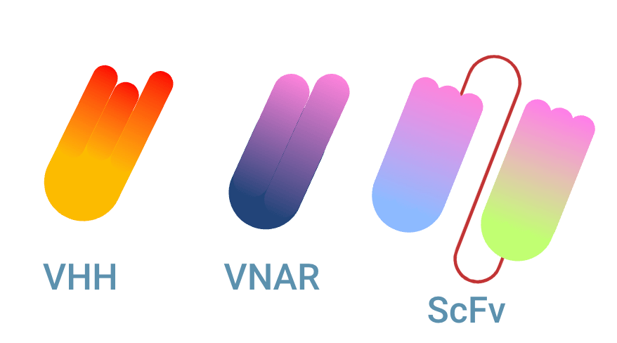 vhh vnar scfv antibody