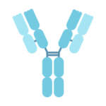 Antibody