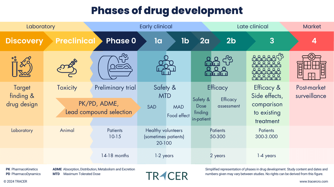 Phases of drug development