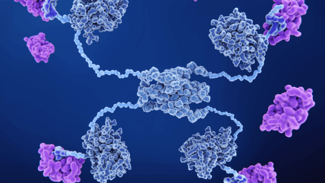 scFv var2 microdosing study tracer