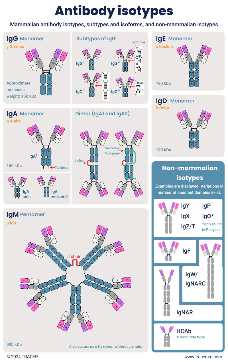 antibody isotypes subtypes isoforms